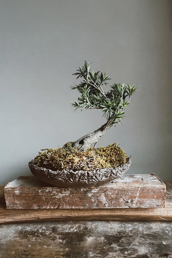 Ficus El Yapımı Stoneware Seramik Bonsai Saksısı