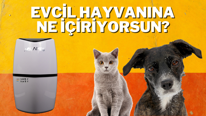 Evcil Hayvanlara Musluk Suyu İçirmeyin !