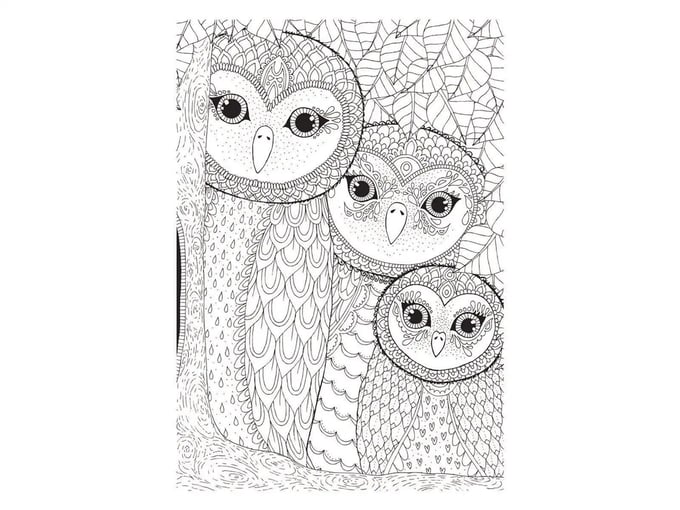 BAYKUŞ AİLESİ / OWLS FAMILY