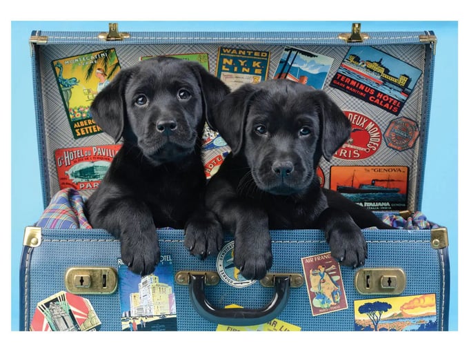 Gezgin Köpekler  - 500 Parça Puzzle - 3601