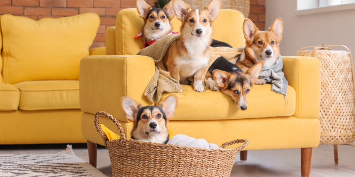 Köpeğinizin Yaşına Göre Beslenme Rehberi