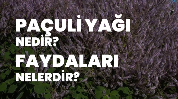 paculi-yagi-nedir-faydalari-nelerdir