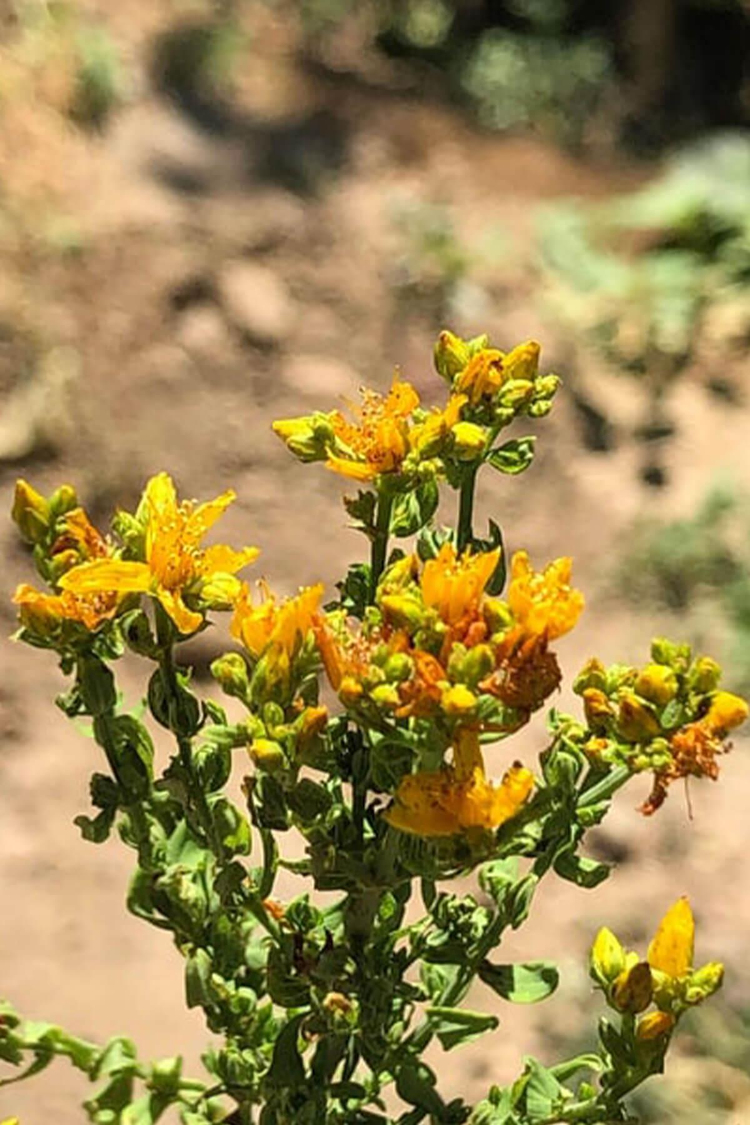 Torlak Çiftliği  5 Al 4 Öde Sarı Kantaron Yağı