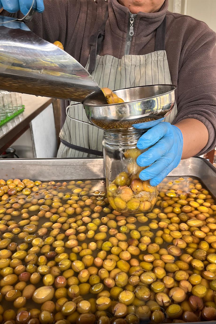 Torlak Çiftliği Kırma Zeytin