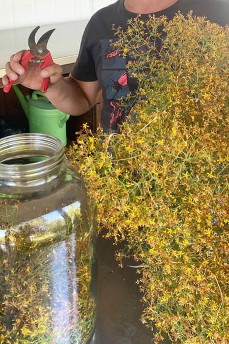 Torlak Çiftliği Sarı Kantaron Yağı