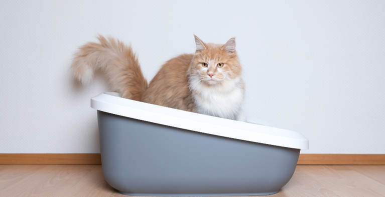 Kedi Kum Değişim Zamanı ve Kum Kabı Seçimi