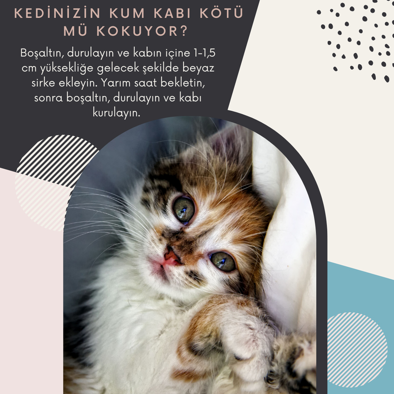 Kedinizin suçu yok, kötü tuvalet kabını temizleyebilirsiniz.