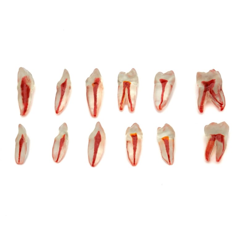 Omega Endodontik Şeffaf Kanallı Köklü Dişler