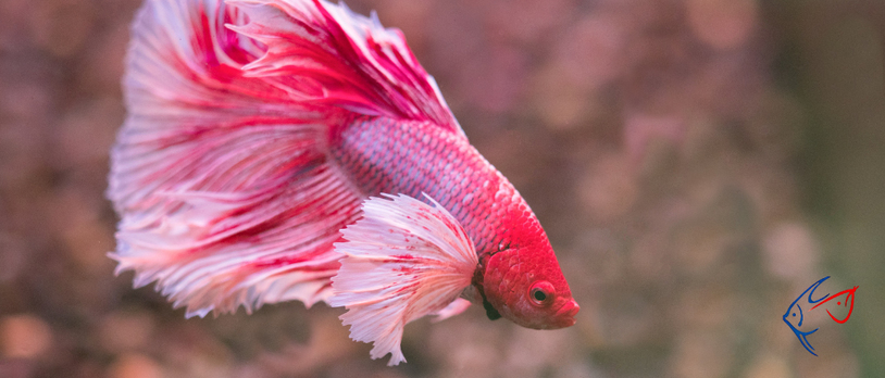 Betta Balığı Bakım Rehberi – En İyi Başlangıç ​​Evcil Balığı