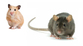 hamster