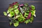 Local Greens Maskolin Salata 150 GR