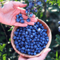 Yerli Yaban Mersini 125 gr
