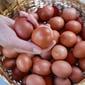 Organik Yumurta 10'Lu
