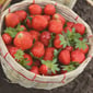Yerli Çilek 500 gr