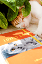 KEDİ TEMALI DEFTERKedi Dünyası Journal Düz