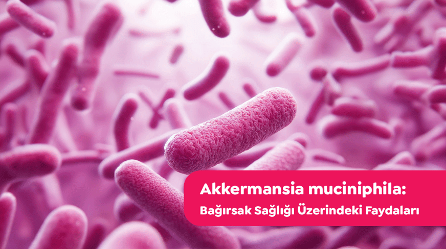 Akkermansia muciniphila: Bağırsak Sağlığına Olan Faydaları
