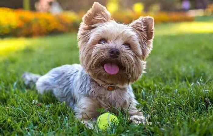 Süs Köpeği Olarak Bilinen Terrier Köpek Cinsleri Hangileridir?