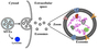 exosome