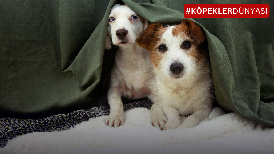 Köpekler Neden Saklanır? Tüylü Dostunuzun Saklanma Davranışının Ardındaki Sırlar