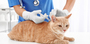 Kedi Aşısı