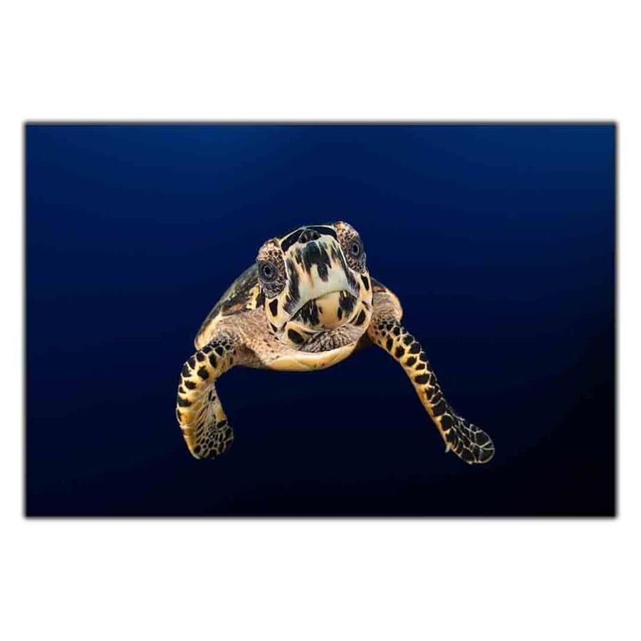 KARA GÖZLÜ CARETTA KANVAS TABLO ürününe, KANVAS TABLOLAR kategorisinden hemen satın alabilirsiniz.