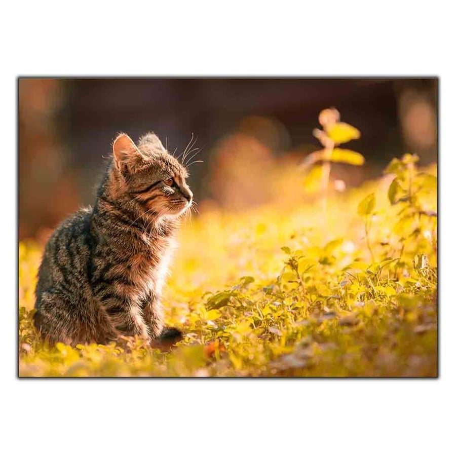 YAVRU TEKİR KEDİ KANVAS TABLO ürününe, KANVAS TABLOLAR kategorisinden hemen satın alabilirsiniz.