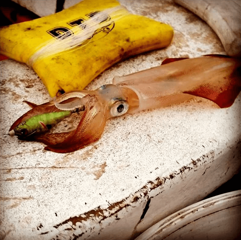 Dtd Wounded Fish Bukva 2.5 Kalamar Zokası - NATURAL COMBER Kalamar Zokaları