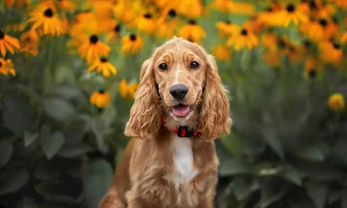 Cocker Köpek (İngiliz Cocker Spaniel) Özellikleri ve Bakımı