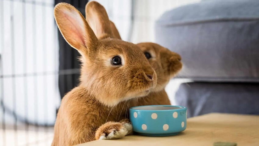 Tavşan Ve Hamsterlar Hakkında