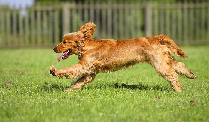 cocker spaniel egzersizi