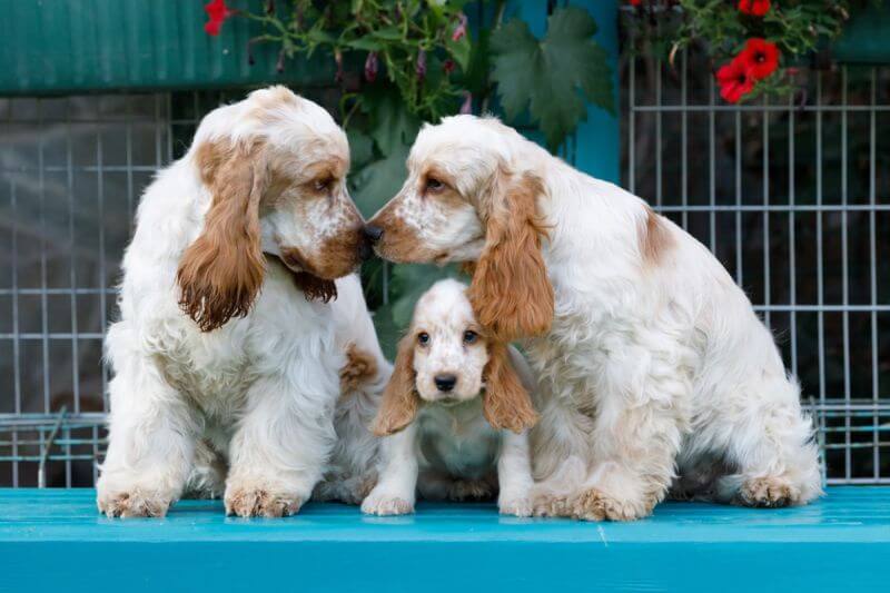 ingiliz cocker spaniel karakter yapısı nasıldır