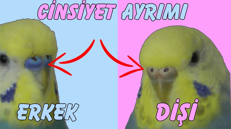 Muhabbet Kuşu Cinsiyeti Nasıl Anlaşılır?