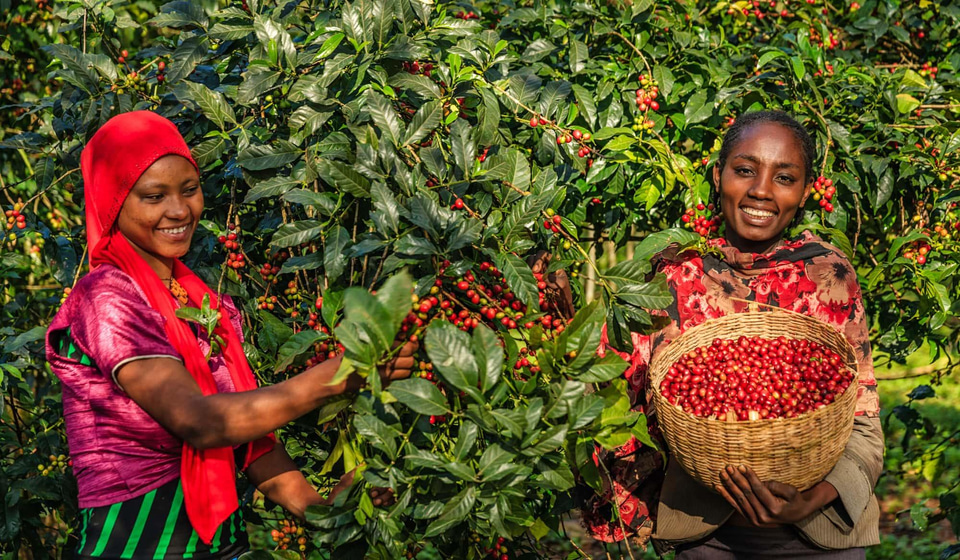 Etiyopya Sidamo 250 Gram Çekirdek Kahve