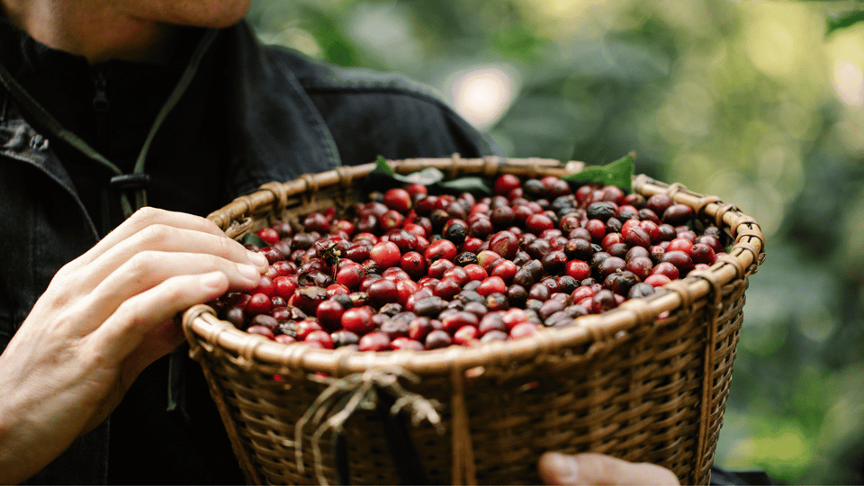 Kenya Aberdare 250 Gram Çekirdek Kahve