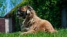 pekingese