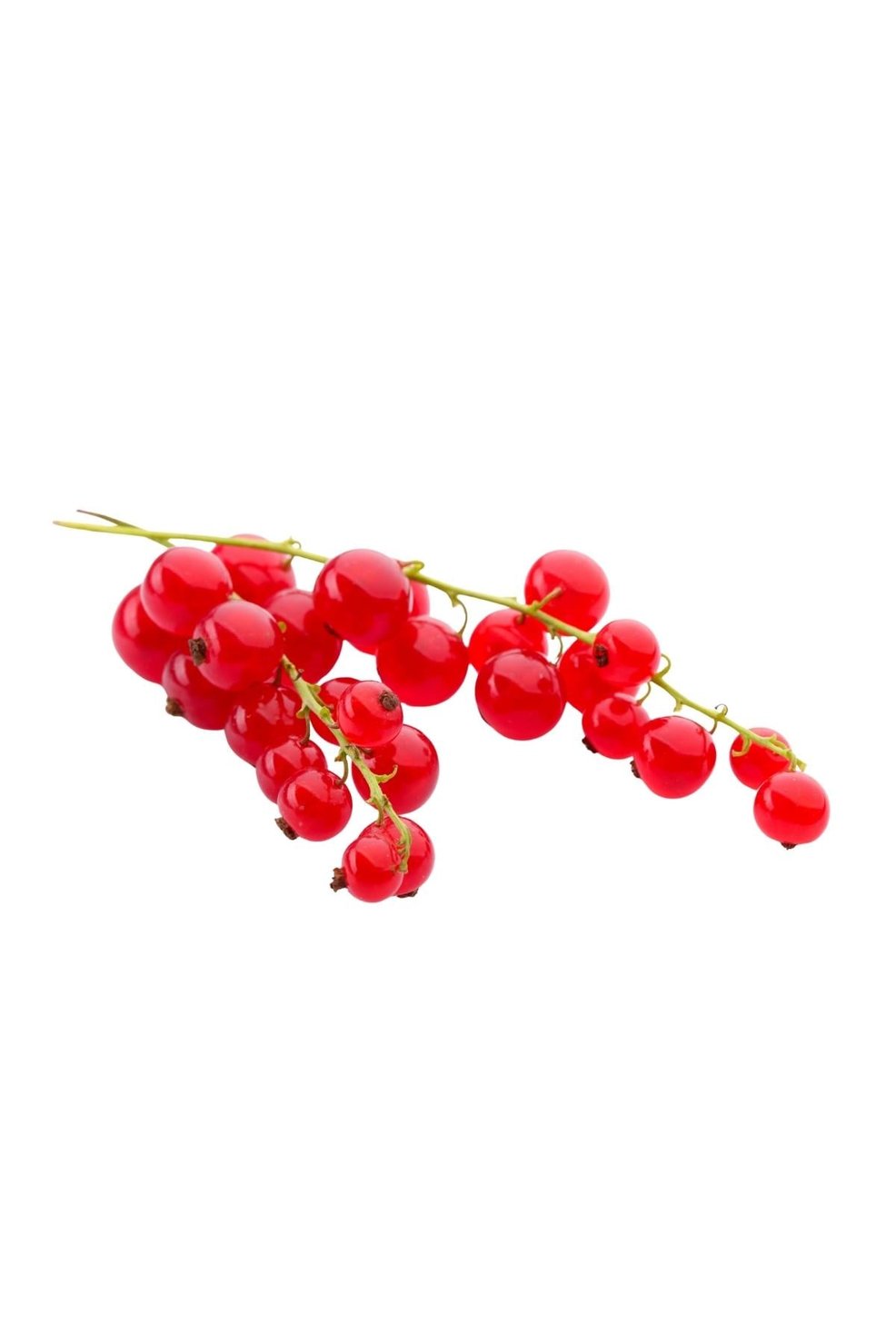 Redcurrant 125 GR